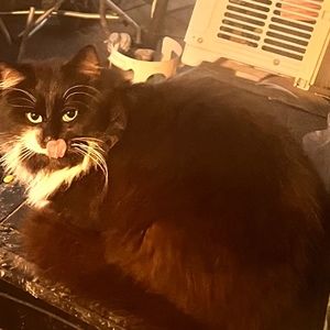 Meet your Posher, Tabitha